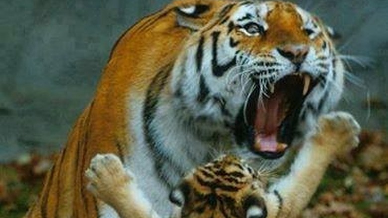 tiger roaring at needy tiger cub