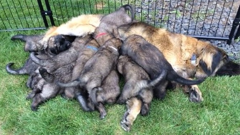 23 Animals Who Are So OVER Parenting