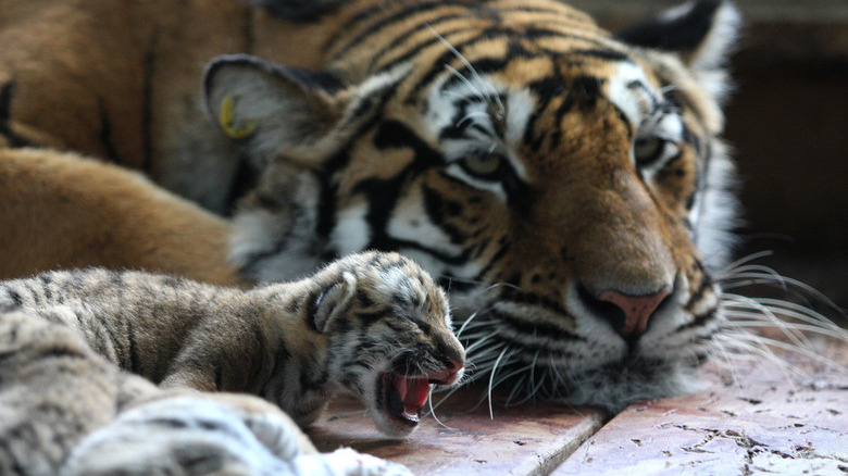tiger mom sleeping with cub