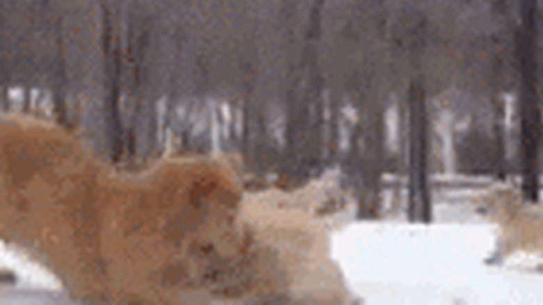 puppies surround mom all at the same time