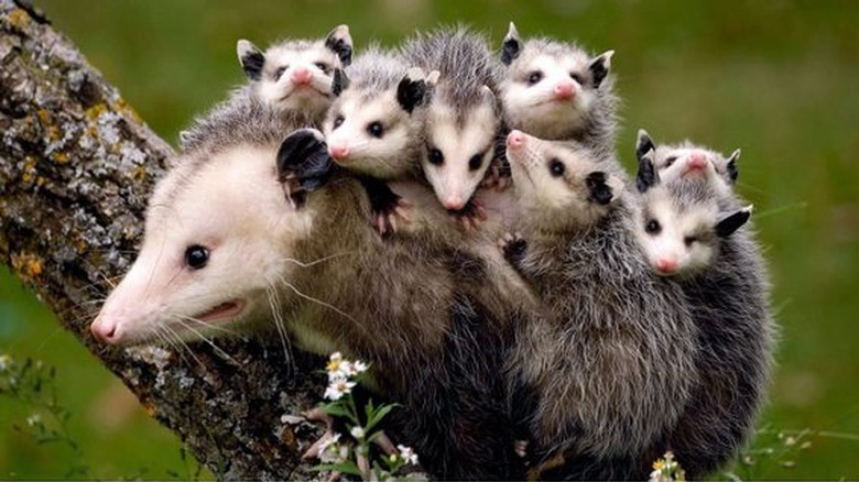 23 Animals Who Are So OVER Parenting