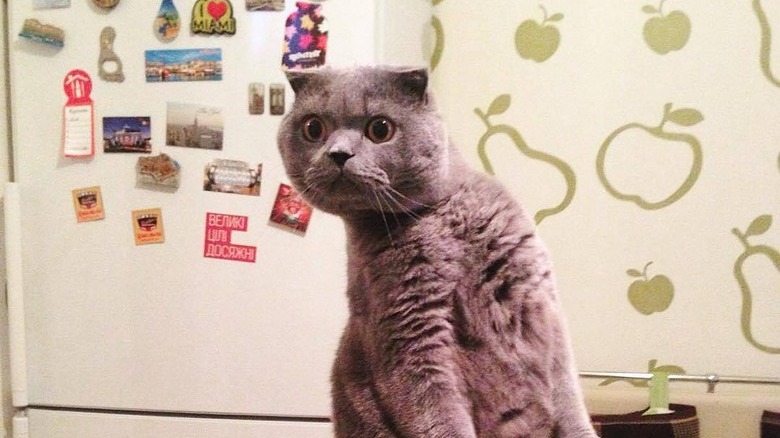 cat standing up on hind legs