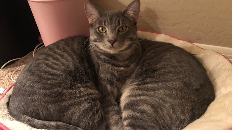 Two cats are cuddling and making it seem as though they have one head.