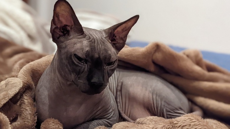 A hairless Sphynx cat is sleeping on a blanket.