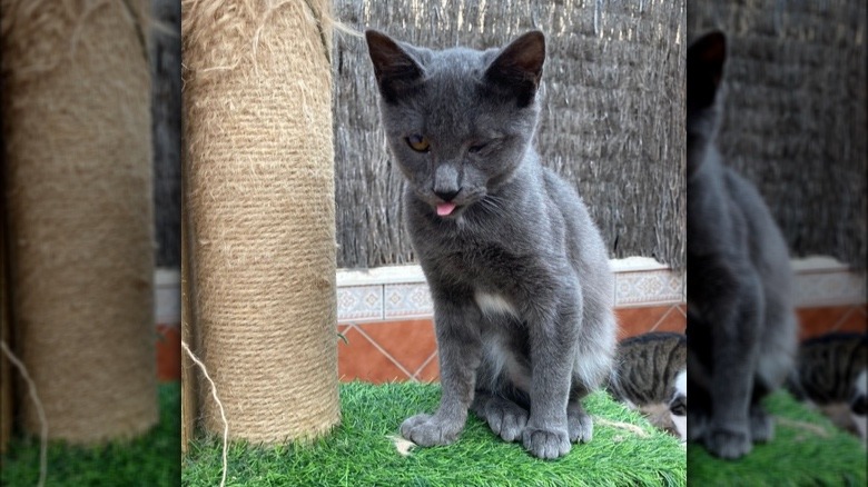 A sleepy gray cat is sitting on a cat tree and has their tongue sticking out.