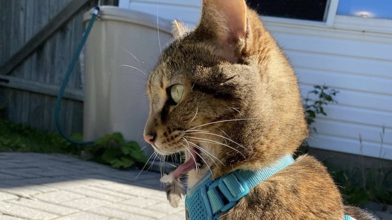 An orange cat has a surprised reaction to a small feather sticking to their tongue.