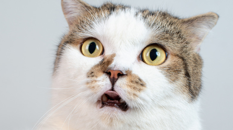 Cat making a silly face with wide eyes