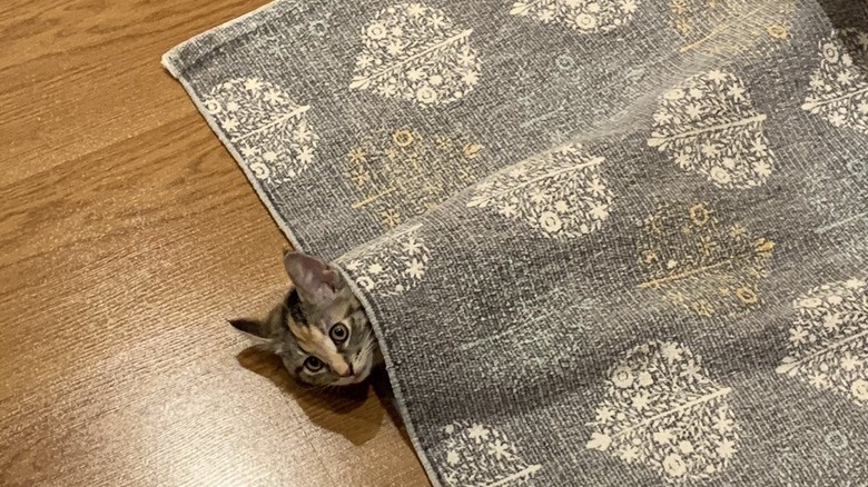 A kitten is peaking out from hiding under a blanket.