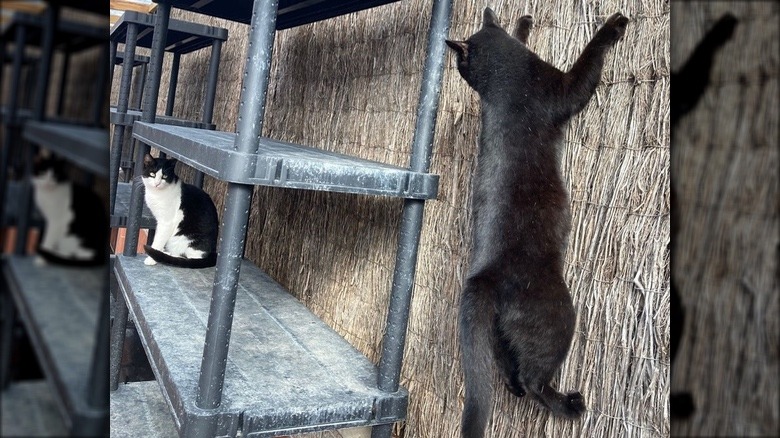 A black and white cat is sitting on a shelf and looking at another black cat who is climbing up a natural fiber wall.