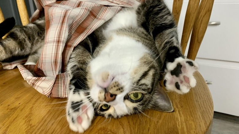 A cat is upside down and twisted in a towel on a chair.