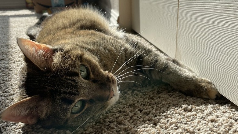 A cat is sleeping in the sun with their paws under the opening of a doorway.