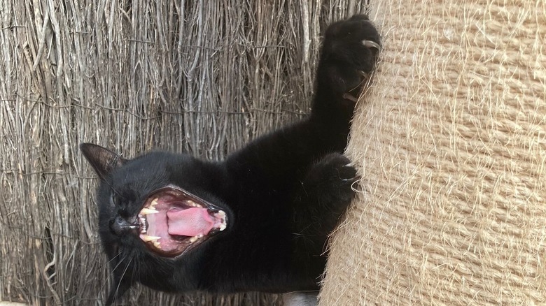 A black cat does a big yawn while scratching an outdoor cat tree.