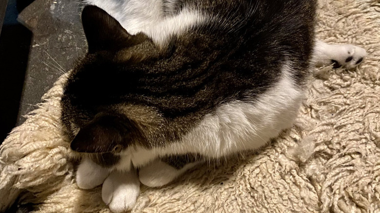A cat is sleeping in a funny position where three of her legs are positioned together, and her fourth paw is tucked under her body.