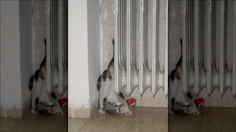 A cat is wedged upside down between a wall and a radiator.