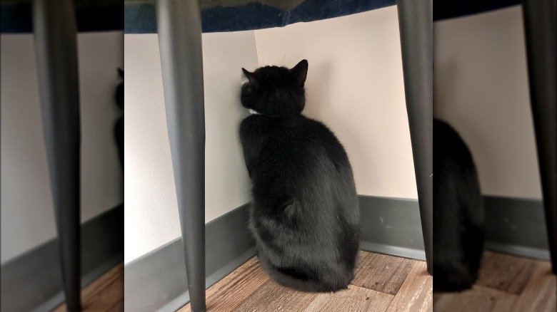 A black cat is staring at wall in a room corner.