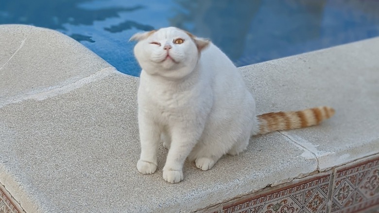 A cat is sitting by a swimming pool and is about do a wiggle and shake.