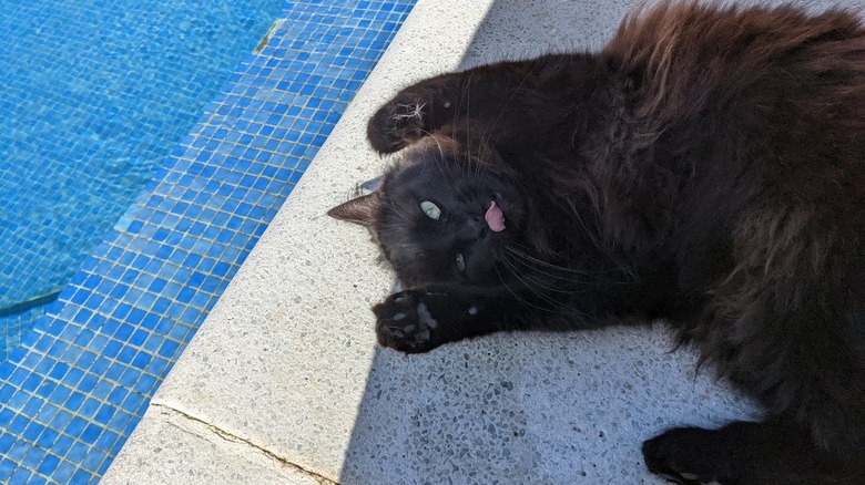 A black cat is raising their paws and making a tongue blep while lounging in the sun by a swimming pool.