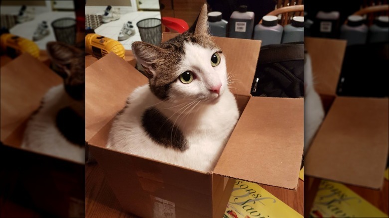 cute cat in a box