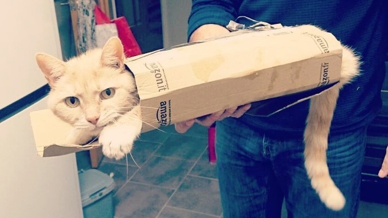 cat wrapped in a skinny box
