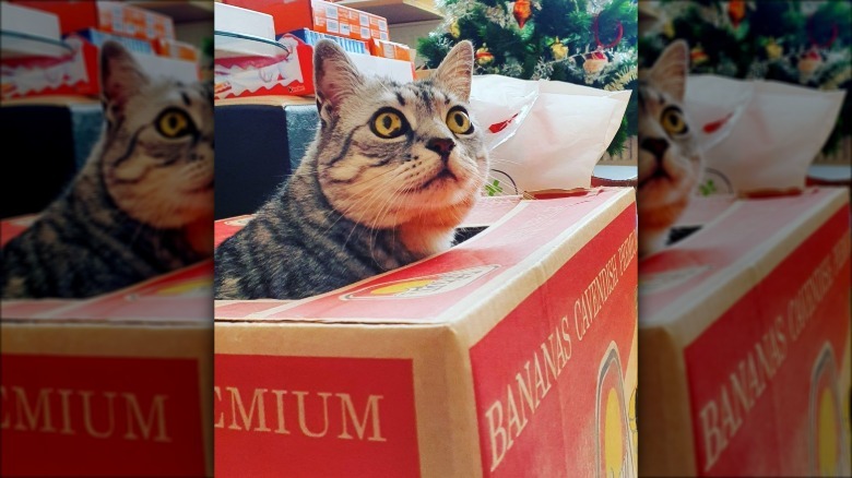 cat in a box