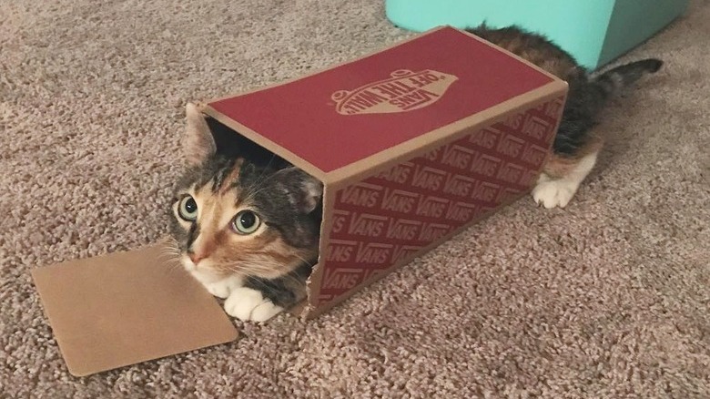 cat in a box