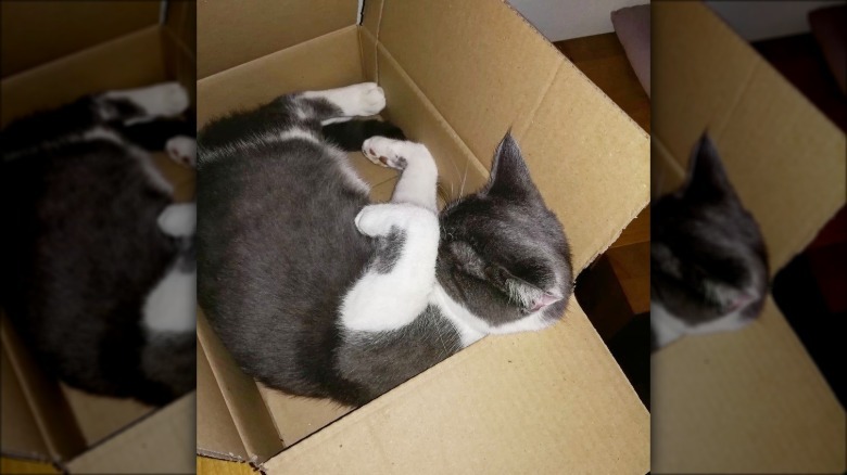 cat in a box