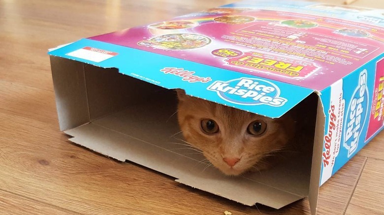 cat in cereal box