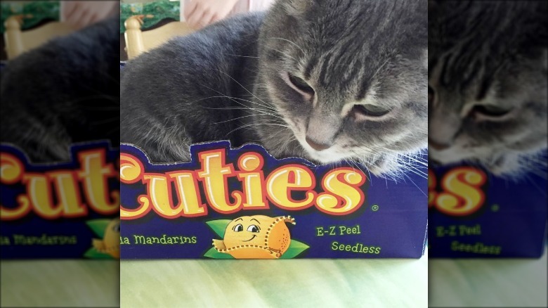 cat in a cuties box