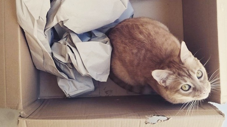 cat in a box