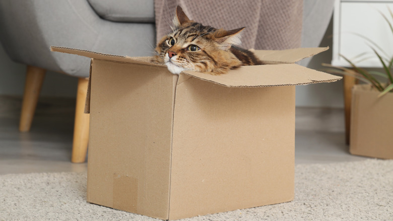 A cat sticking its head out of a box