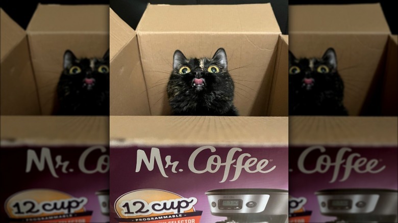 happy cat in a box