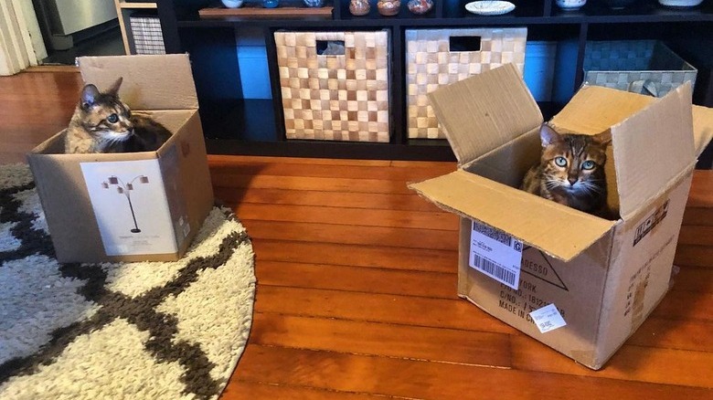 cats in boxes