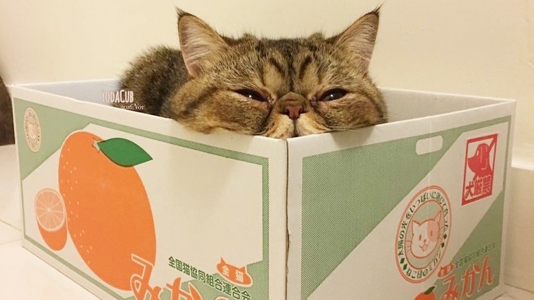 cat in a box