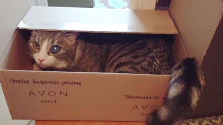 cat in a box