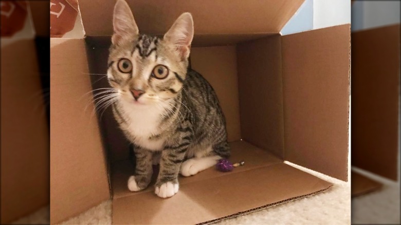 cat in box turned on its side