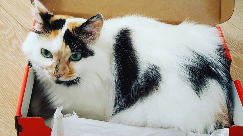 cat in a box