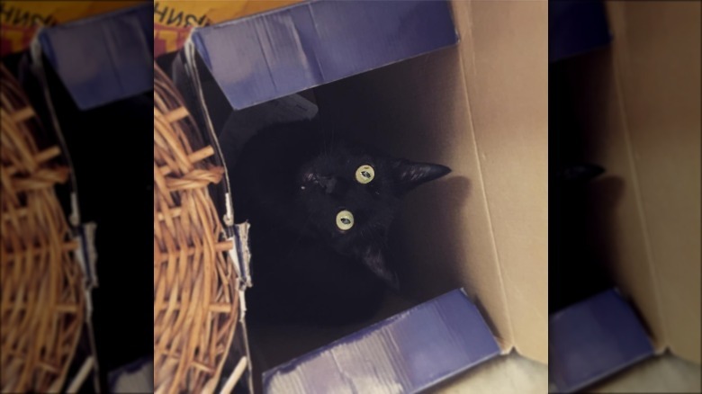 black cat in box