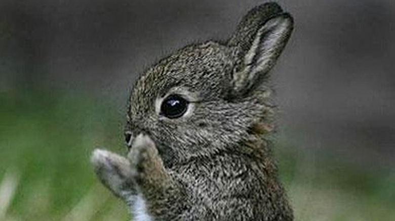 baby rabbit