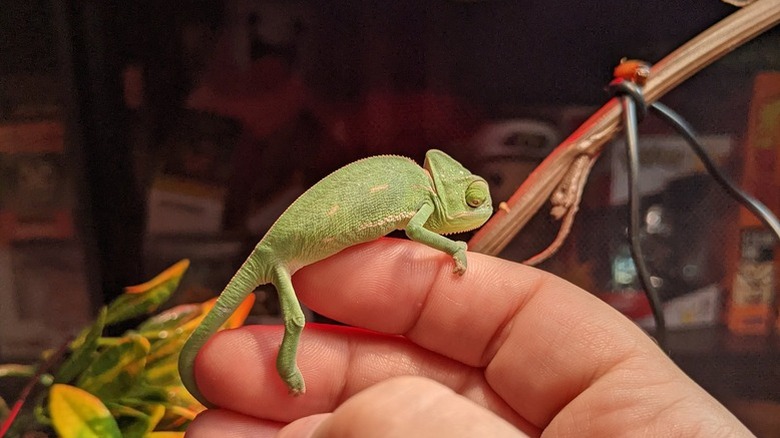 baby chameleon