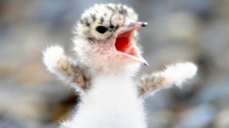 fuzzy bird baby