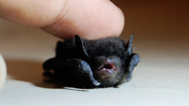 baby bat