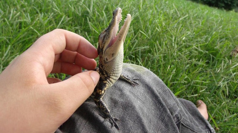 baby alligator