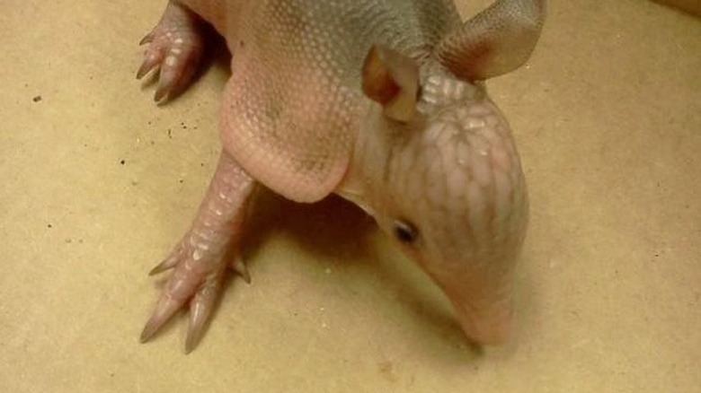 baby armadillo