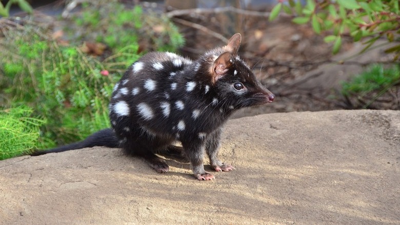 baby quoll