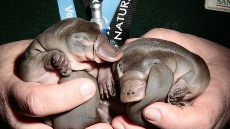 baby platypus