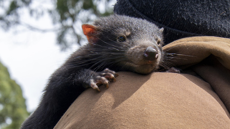 baby tasmanian devil