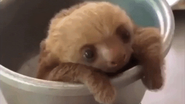 baby sloth