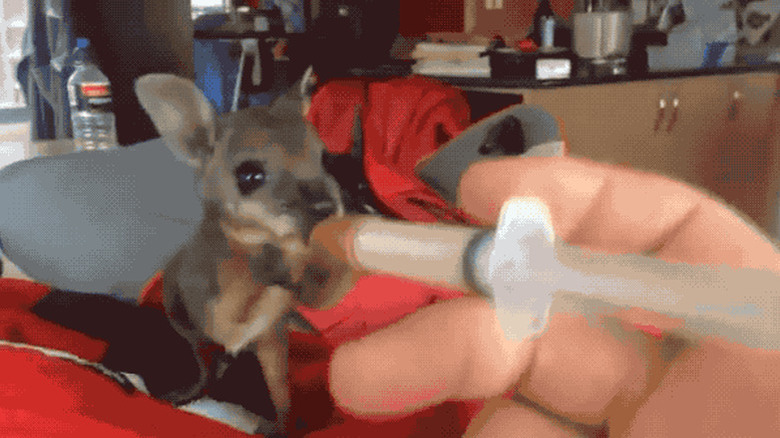 tiny baby kangaroo