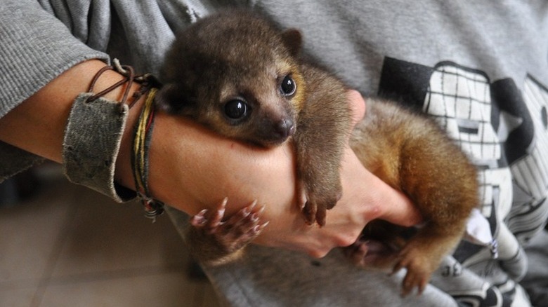 baby kinkajou