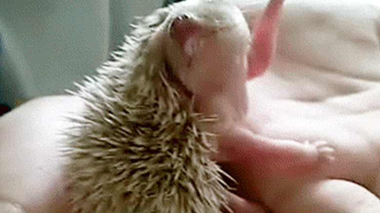 baby hedgehog